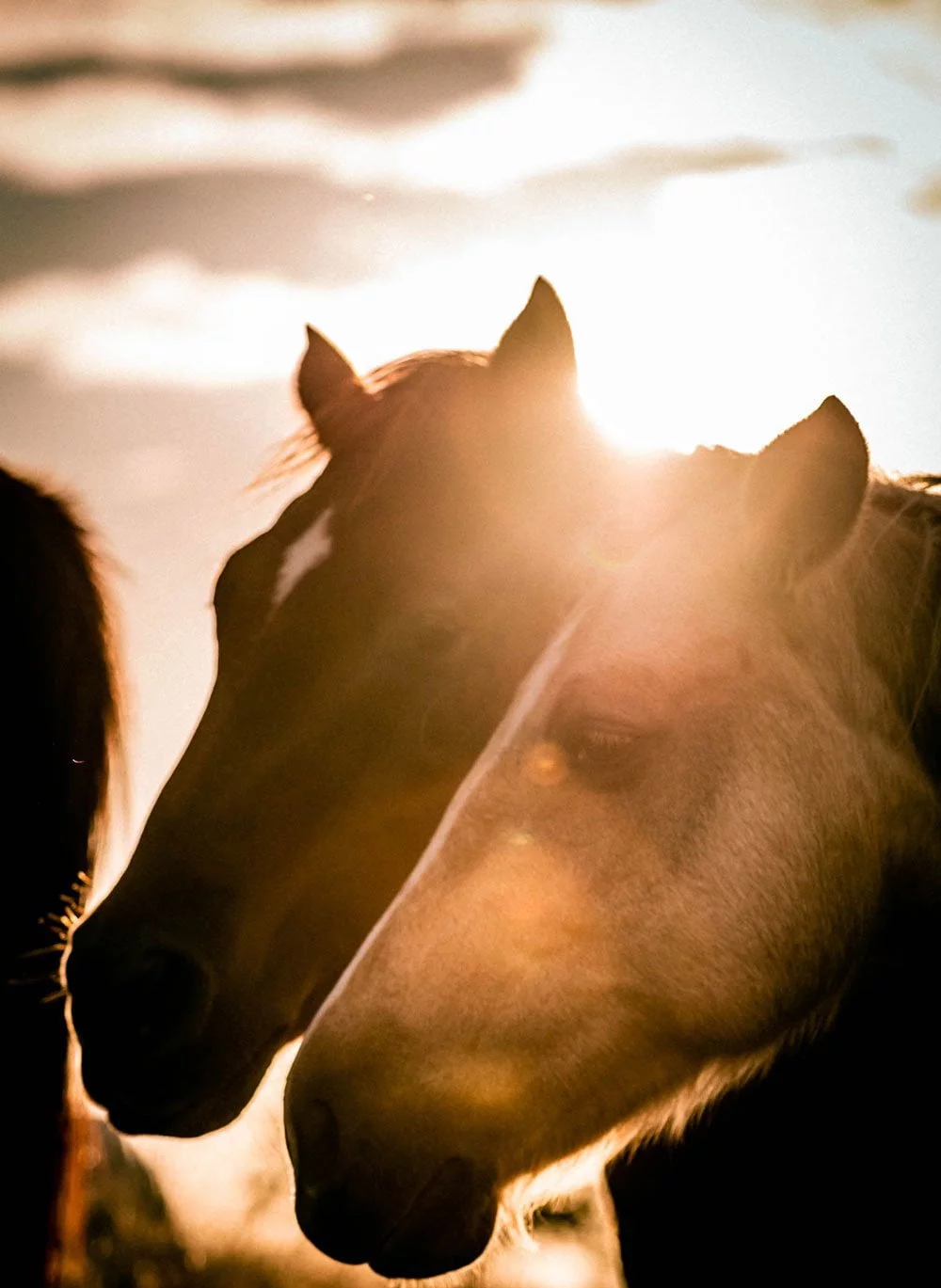 kairos-horse-heads-sunset-bg
