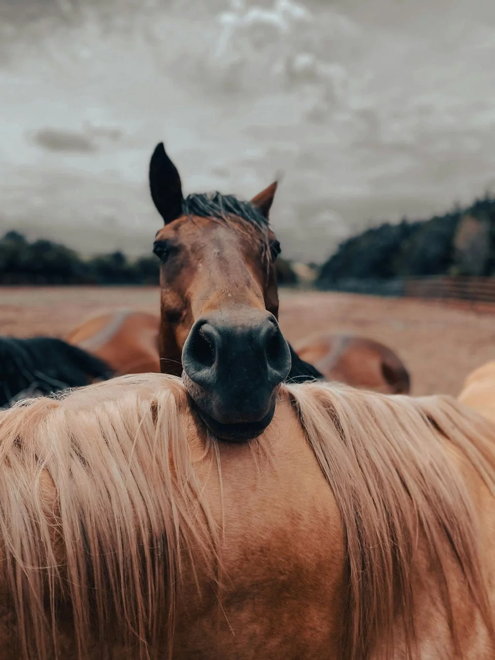 kairos-horse-leaning-facing-camera