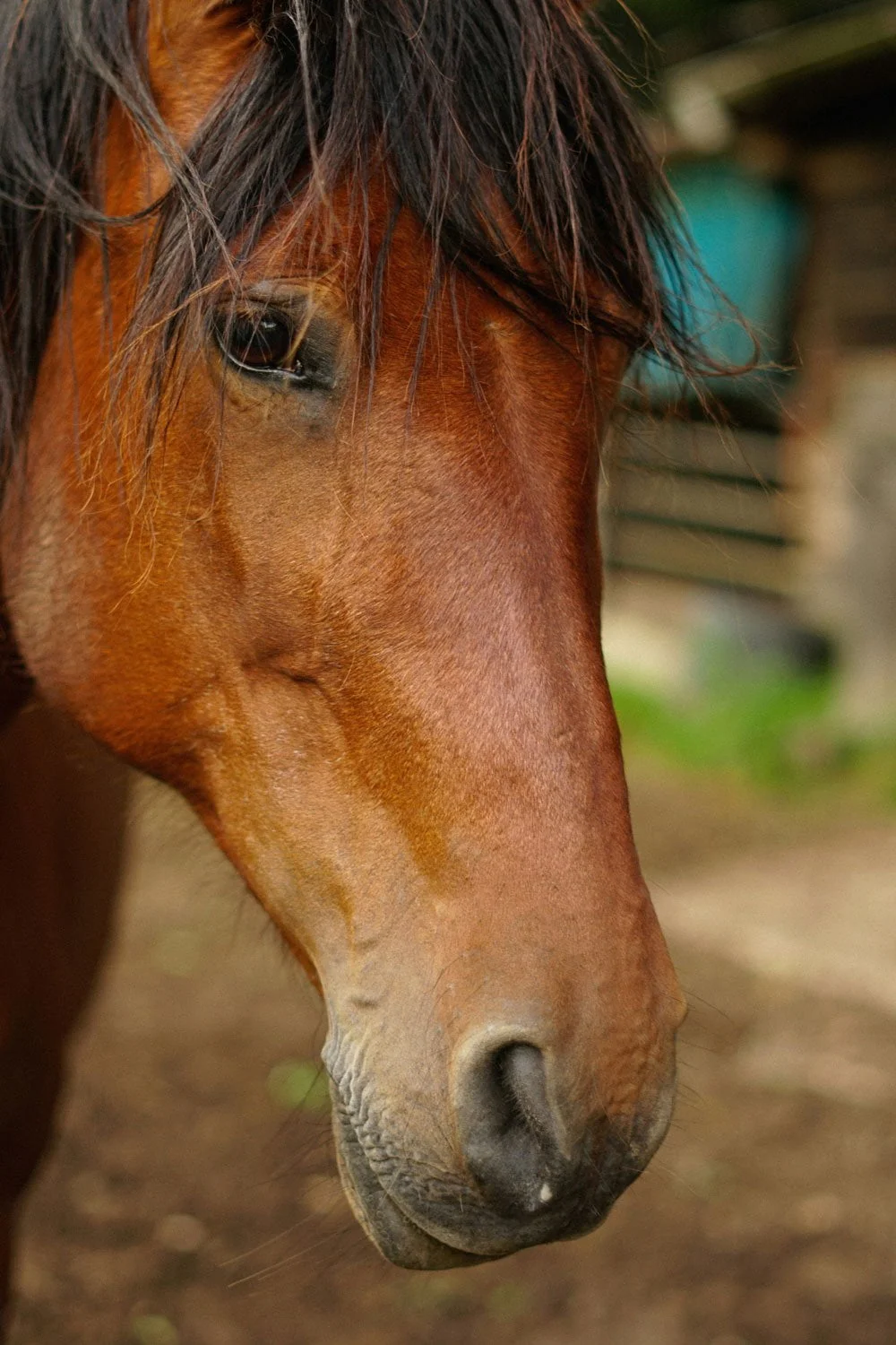 kairos-horse-profile-auburn